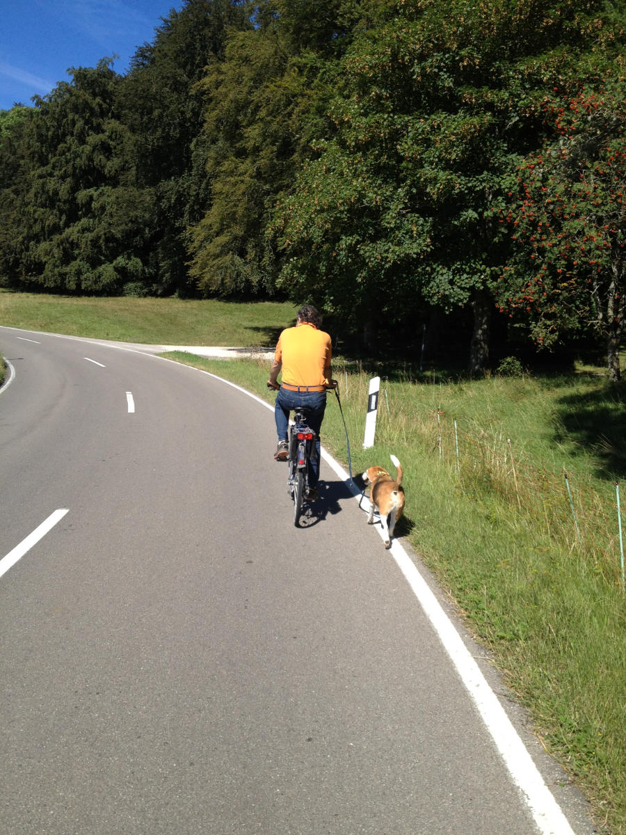 Mann beim Fahrradfahren, an der Leine ein Beagle (Hund)