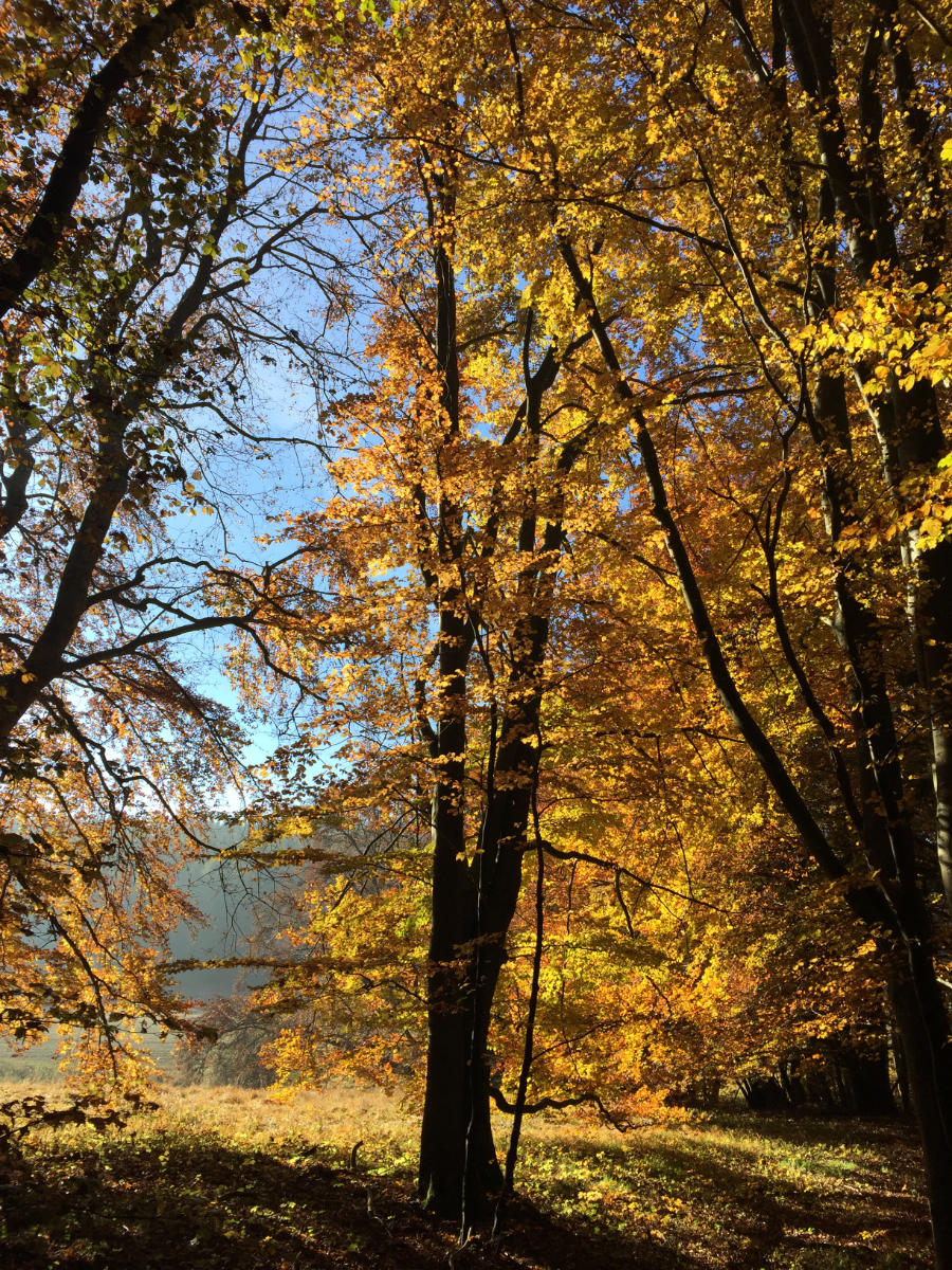 Baum mit Herbstfärbung und blauem Himmel